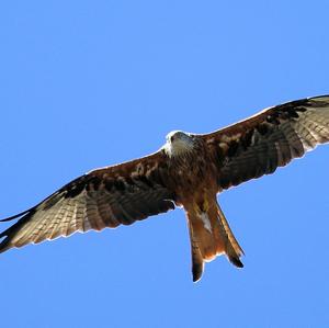 Red Kite