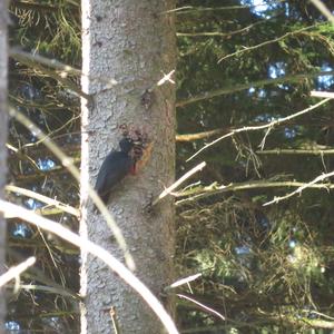 Black woodpecker