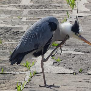 Grey Heron