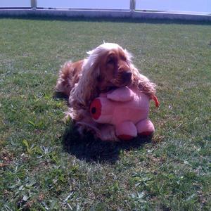 Spaniel (English Cocker)