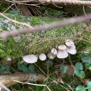 Oyster Mushroom