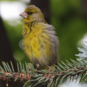 European Greenfinch