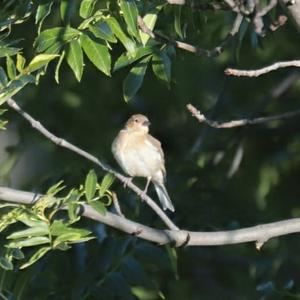 Eurasian Chaffinch