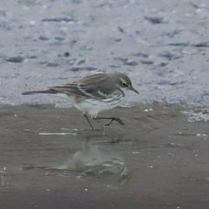 Water Pipit