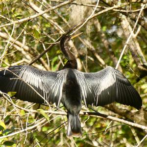 Anhinga