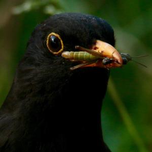 Eurasian Blackbird