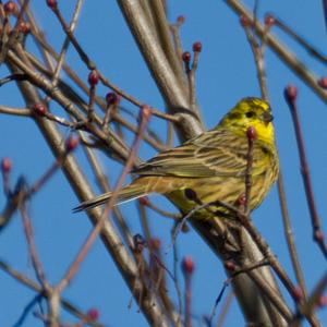 European Serin