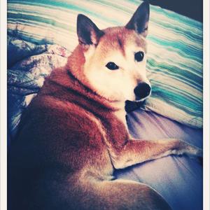 Shiba Inu