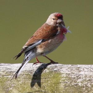 Eurasian Linnet