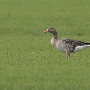 Greylag Goose