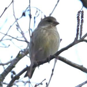 European Greenfinch