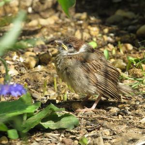 Eurasian Tree Sparrow