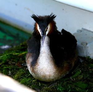 Great Crested Grebe