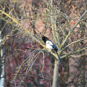 Black-billed Magpie