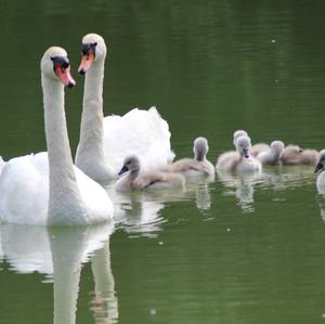 Mute Swan