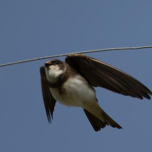 Sand Martin