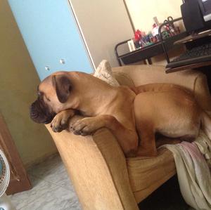 Bullmastiff