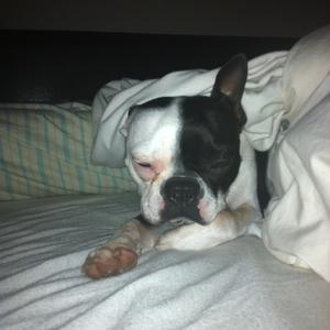 Boston Terrier