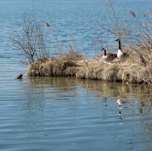 Canada Goose