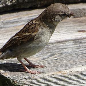 House Sparrow