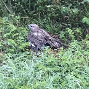 Common Buzzard