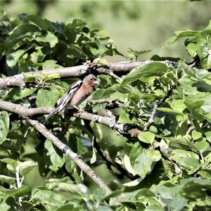 Eurasian Chaffinch