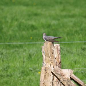 Common Cuckoo