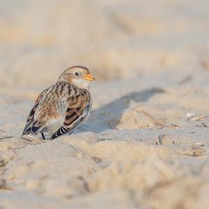 Snow Bunting