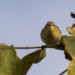 Common Chiffchaff