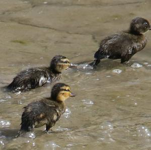 Mallard