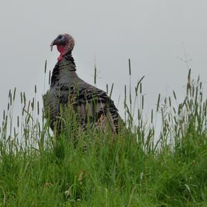 Wild Turkey