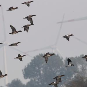 Eurasian Wigeon