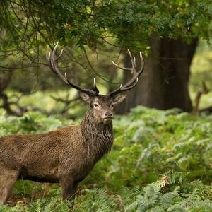 Red Deer