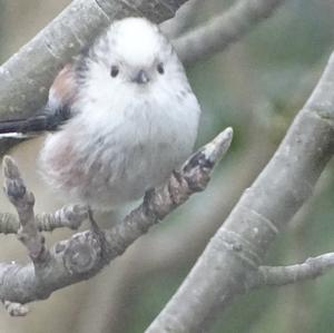 Long-tailed Tit