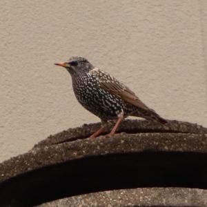 Common Starling