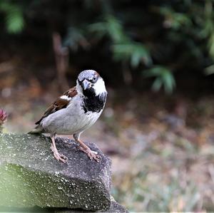 House Sparrow