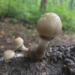 Porcelain Fungus