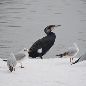 Great Cormorant