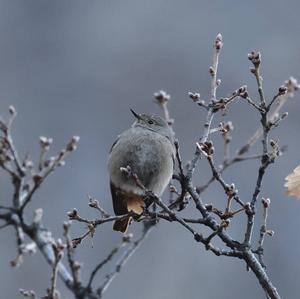 Black Redstart