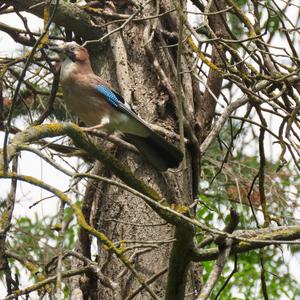 Eurasian Jay