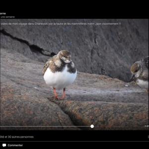 Ruddy Turnstone