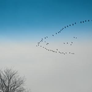 Greater White-fronted Goose