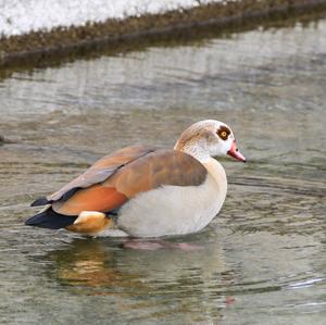 Egyptian Goose