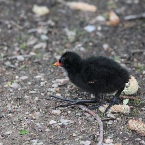 Common Moorhen