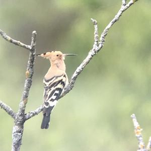 Eurasian Hoopoe