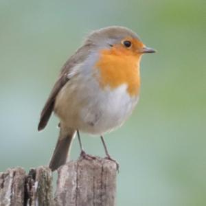 European Robin