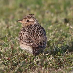 Eurasian Skylark