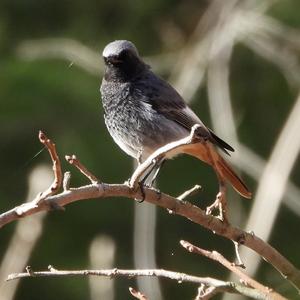 Black Redstart