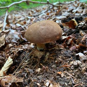 Bay Bolete