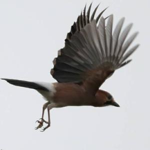 Eurasian Jay